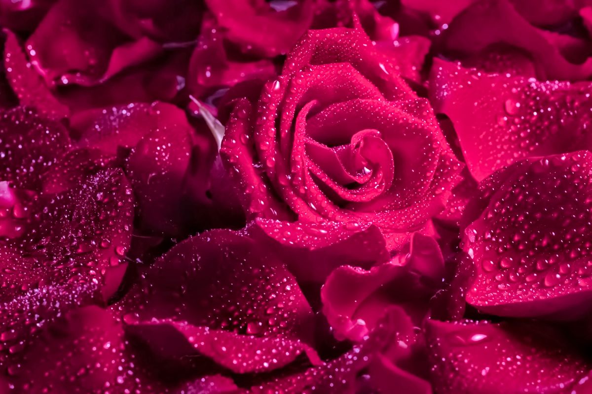 Elenco profumi floreali - Rosa