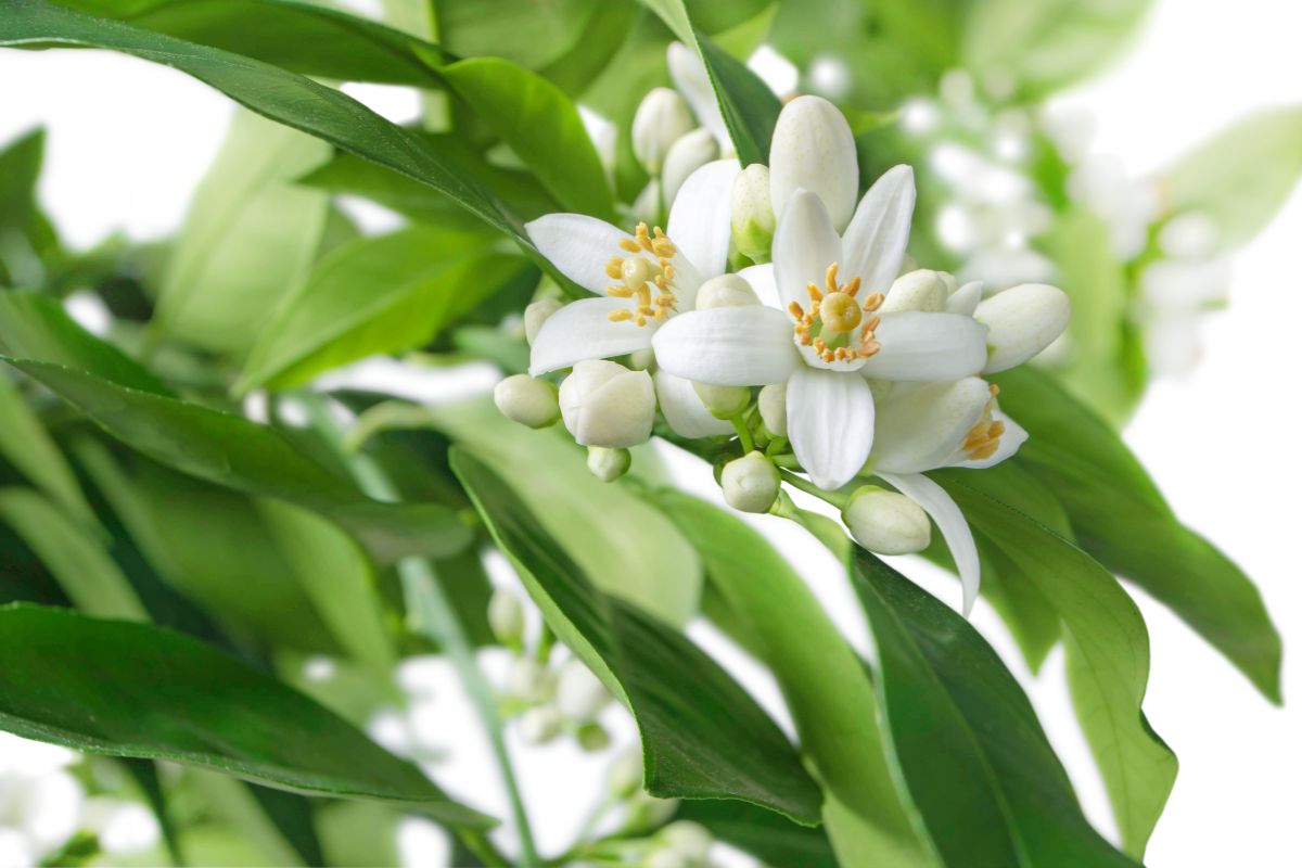 Fiore d'arancio Neroli