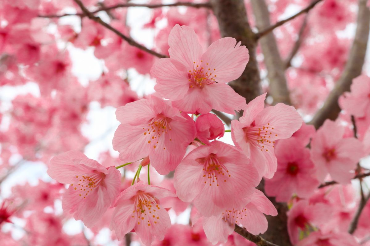 Fiore di ciliegio Sakura Profumo