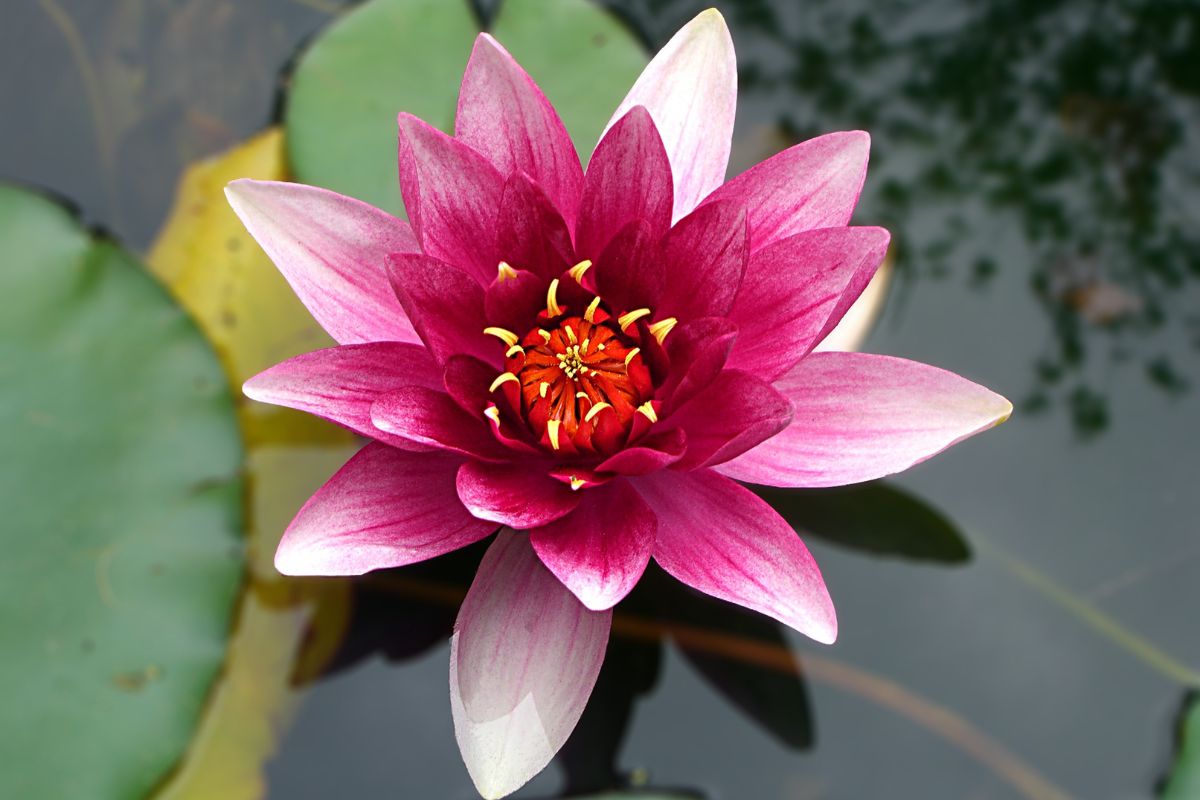 Fiore di loto