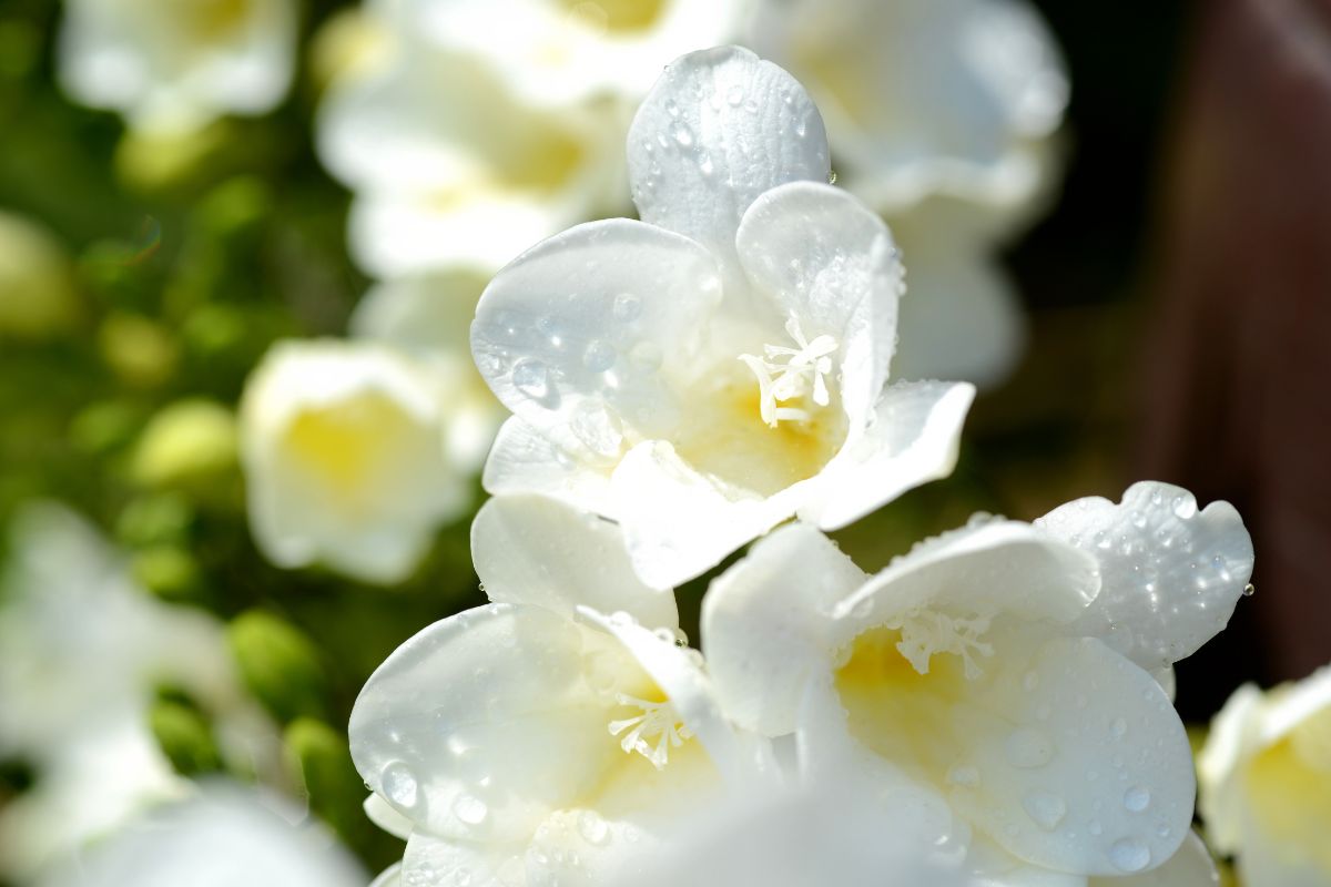 Fresia Elenco Fiori Profumati