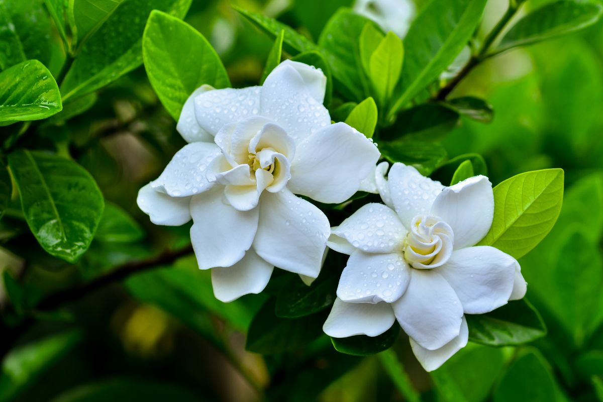 Gardenia