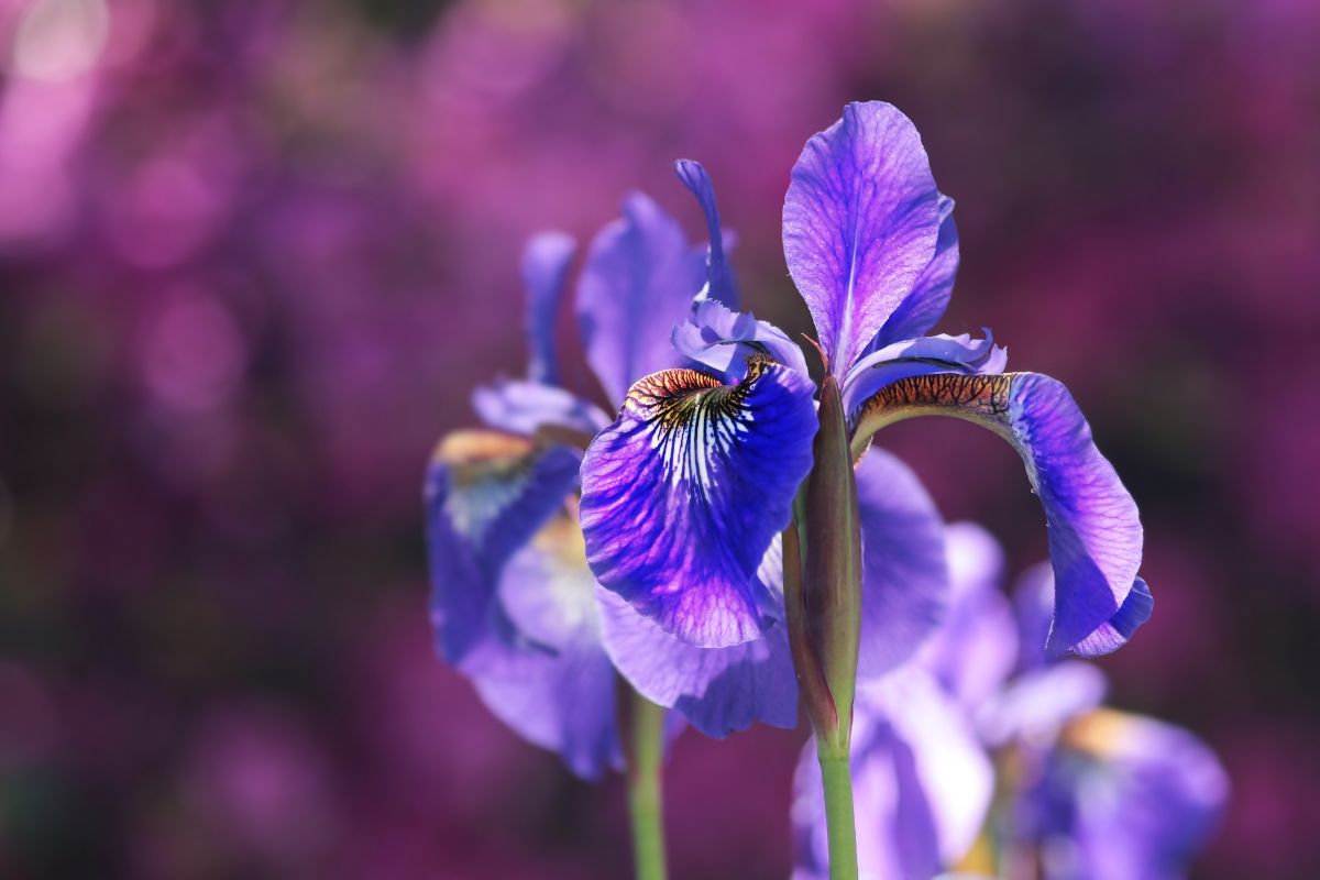 Iris Fiori Profumi