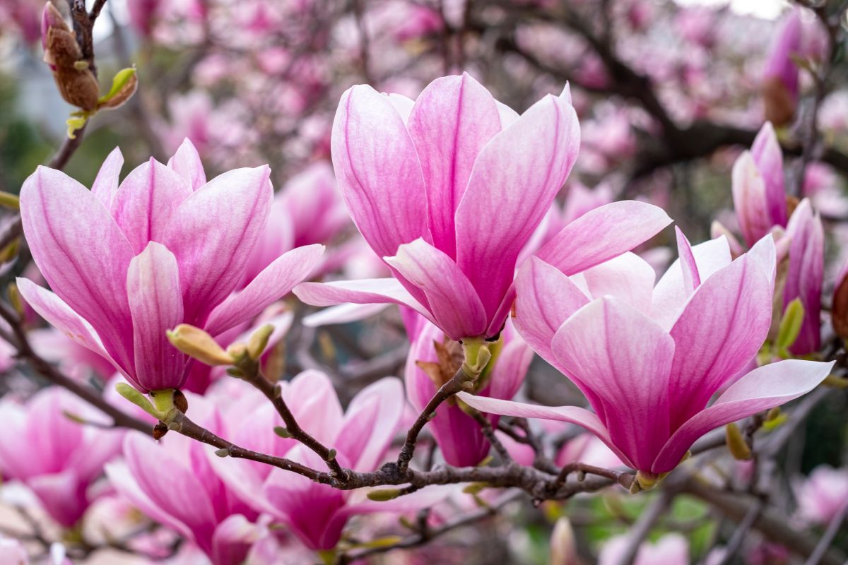 Magnolia Fiore