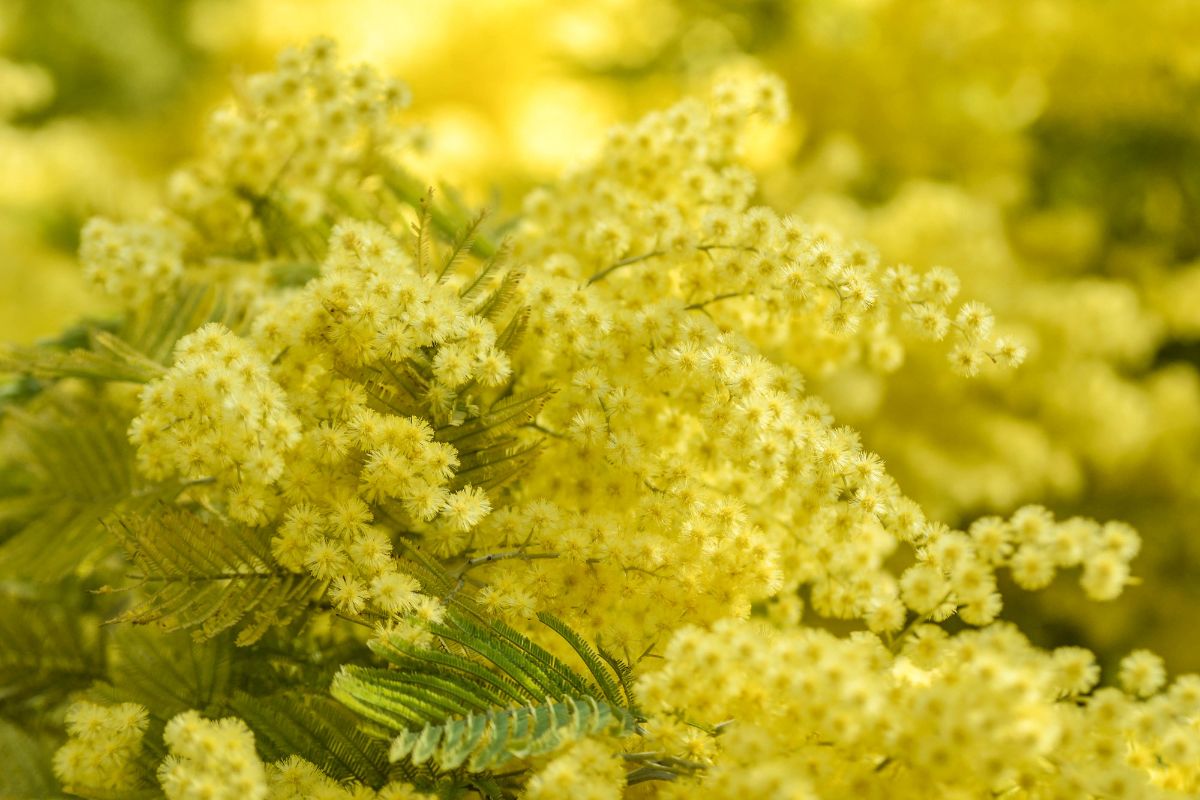 Mimosa Acacia dealbata