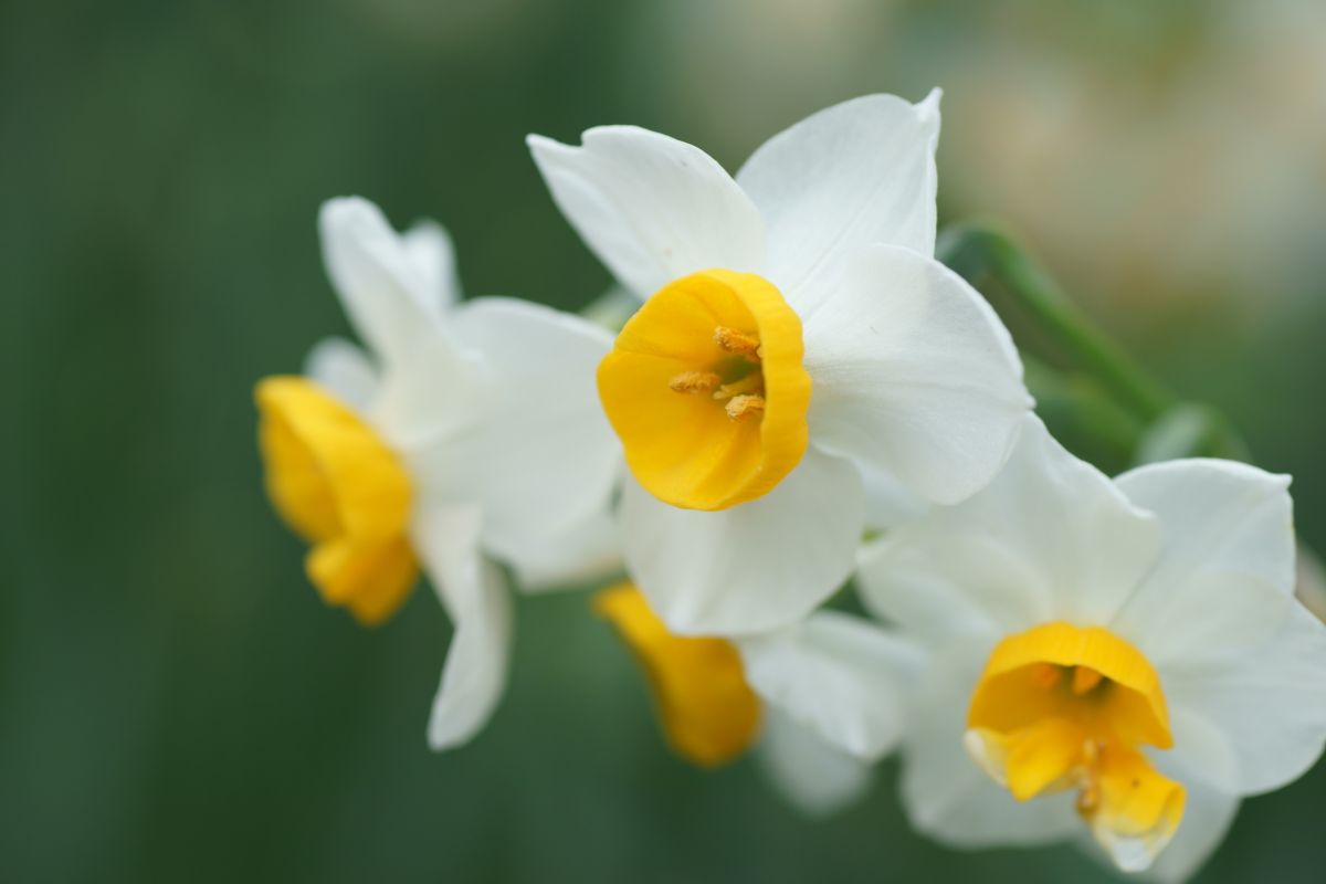Narciso Fiore