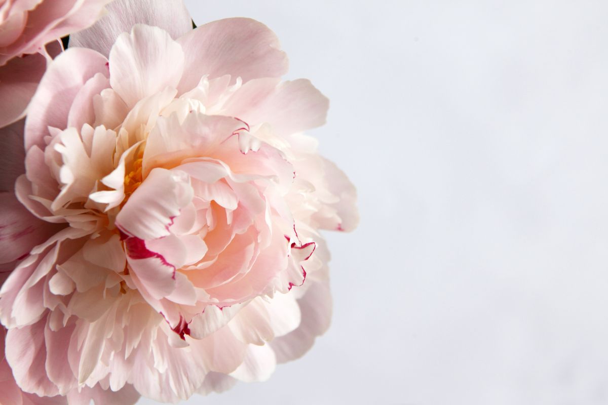 PEONIA Elenco Fiori Profumati