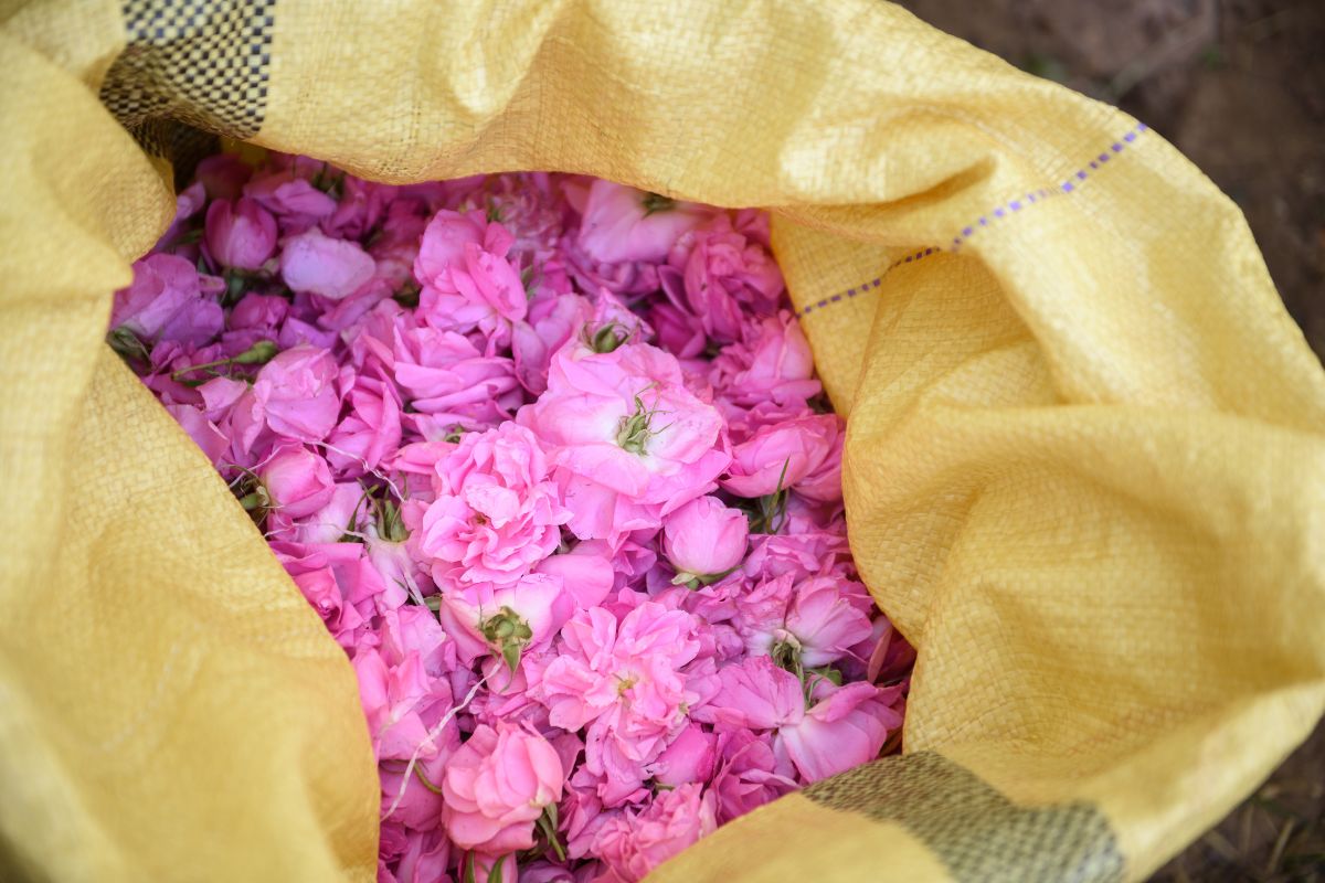 Rosa Damascena Profumo Olio essenziale