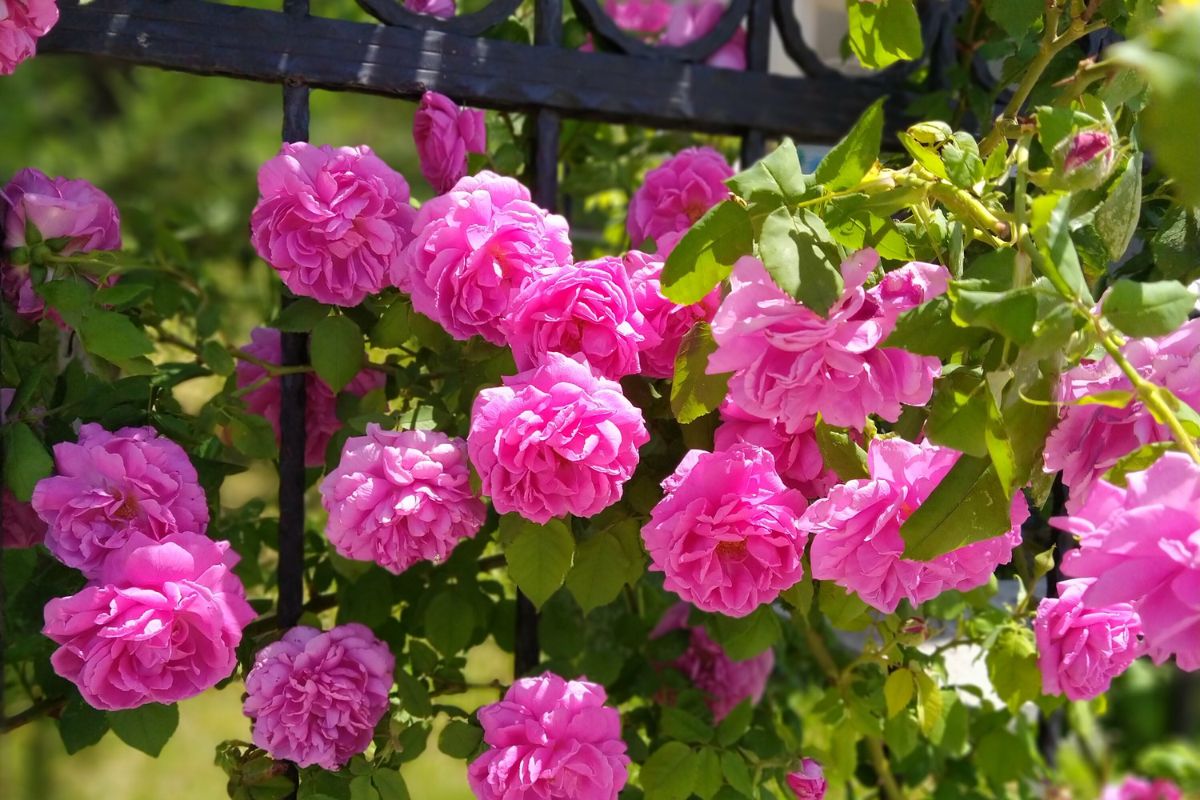 Rosa Damascena Profumo