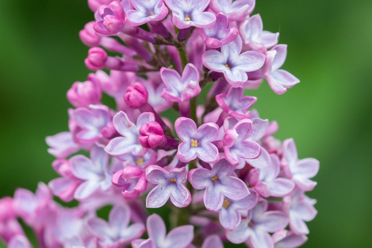 Syringa vulgaris Elenco Fiori Profumati