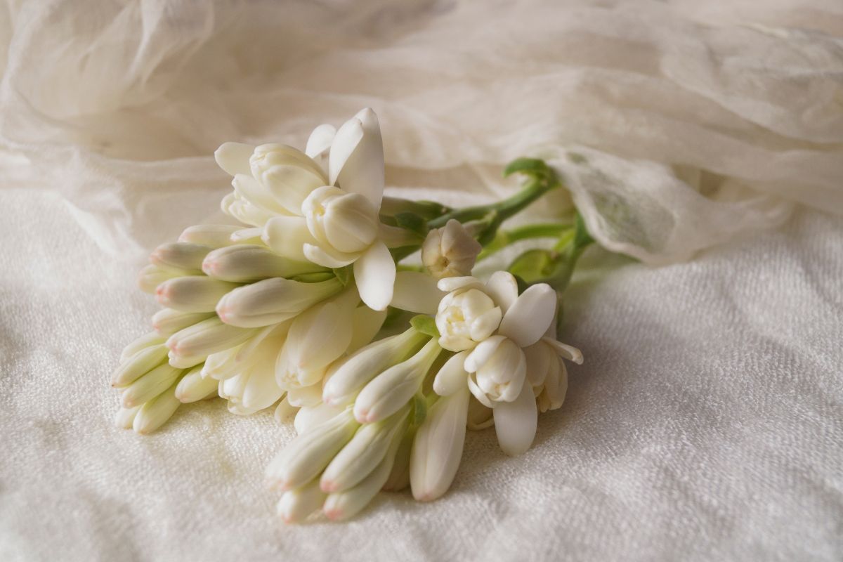 Tuberosa Elenco Fiori Profumati