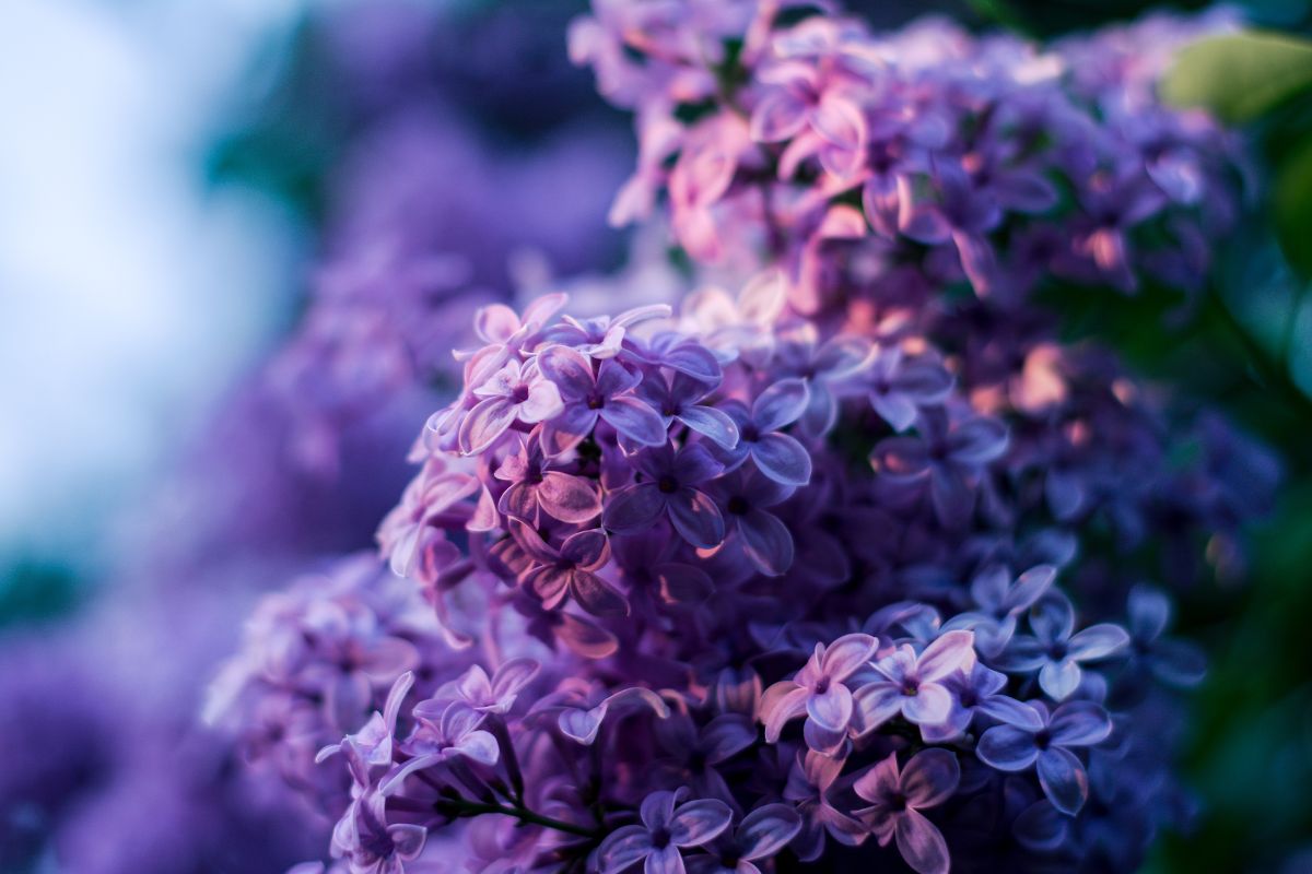 Violetta Elenco Fiori Profumati