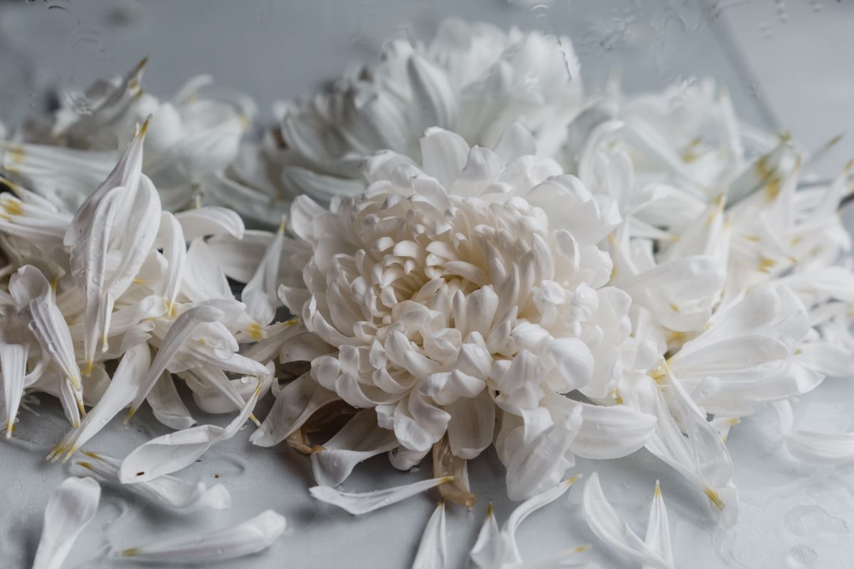 curiosità fiore bianco