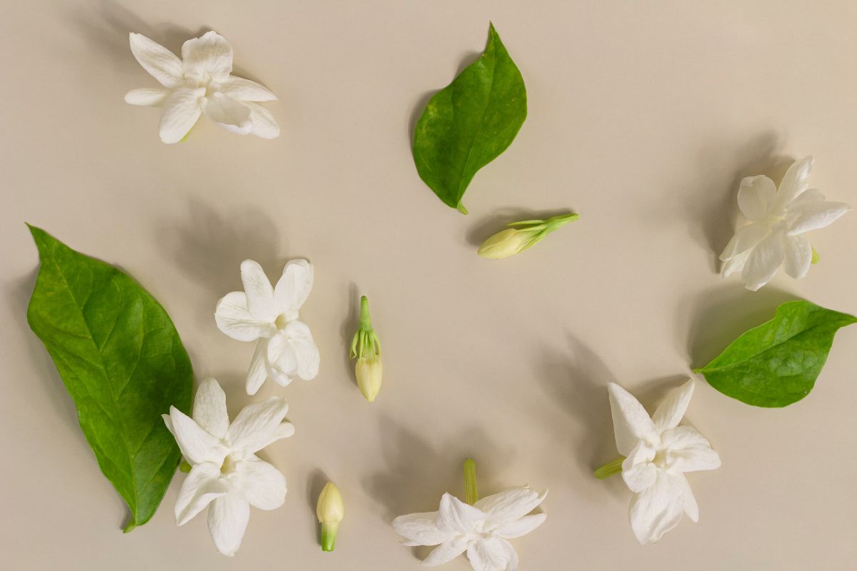 fiori bianchi profumi gelsomino
