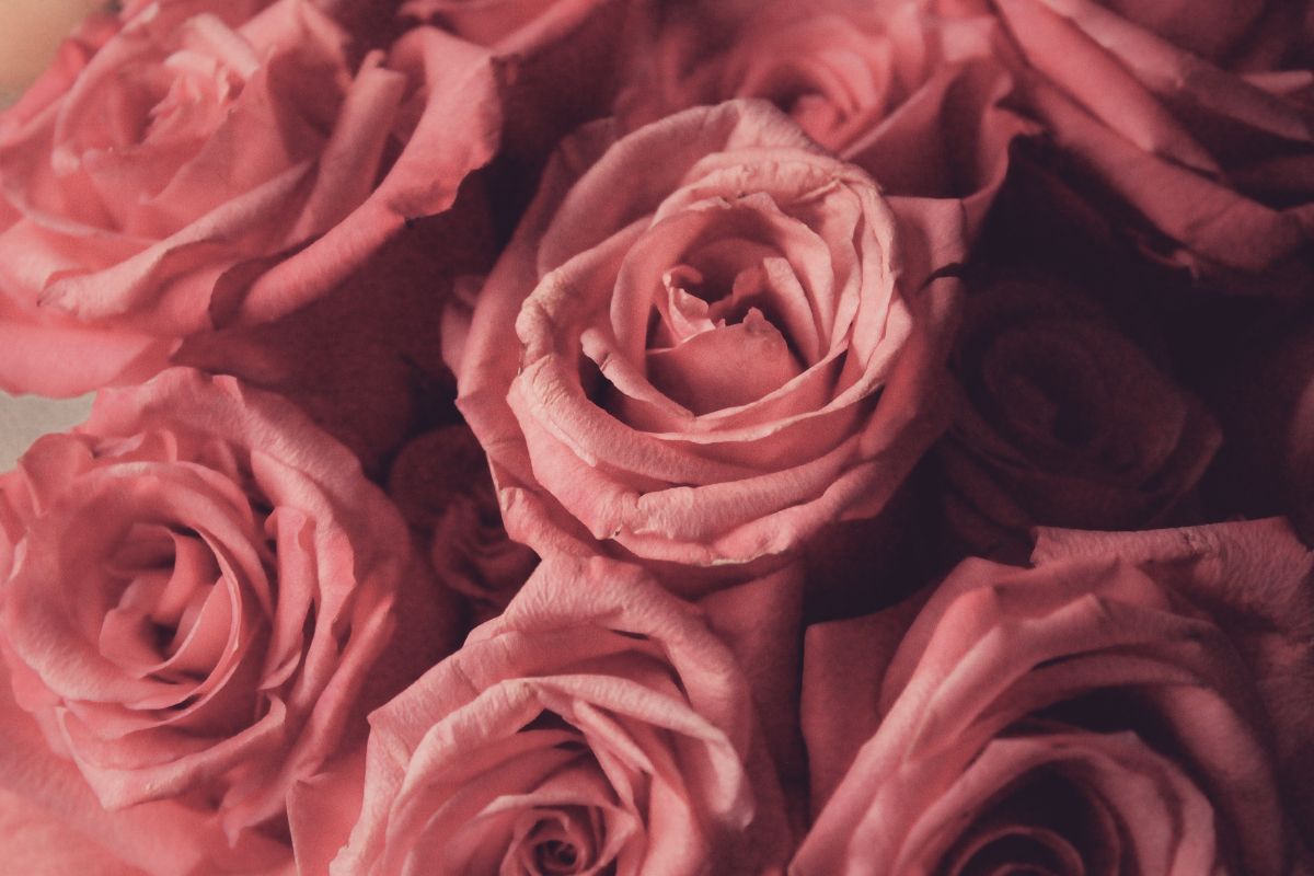 Profumo di Rosa Significato