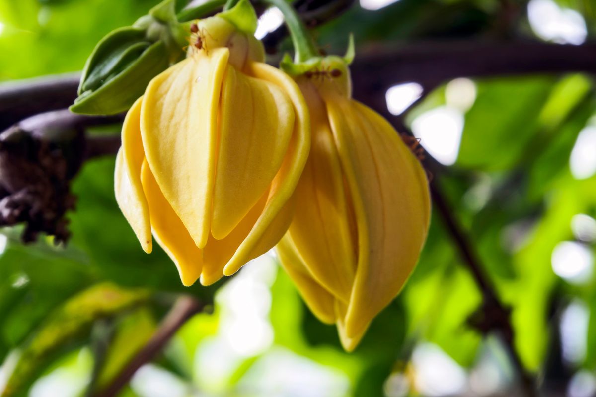 Ylang Ylang Fiore