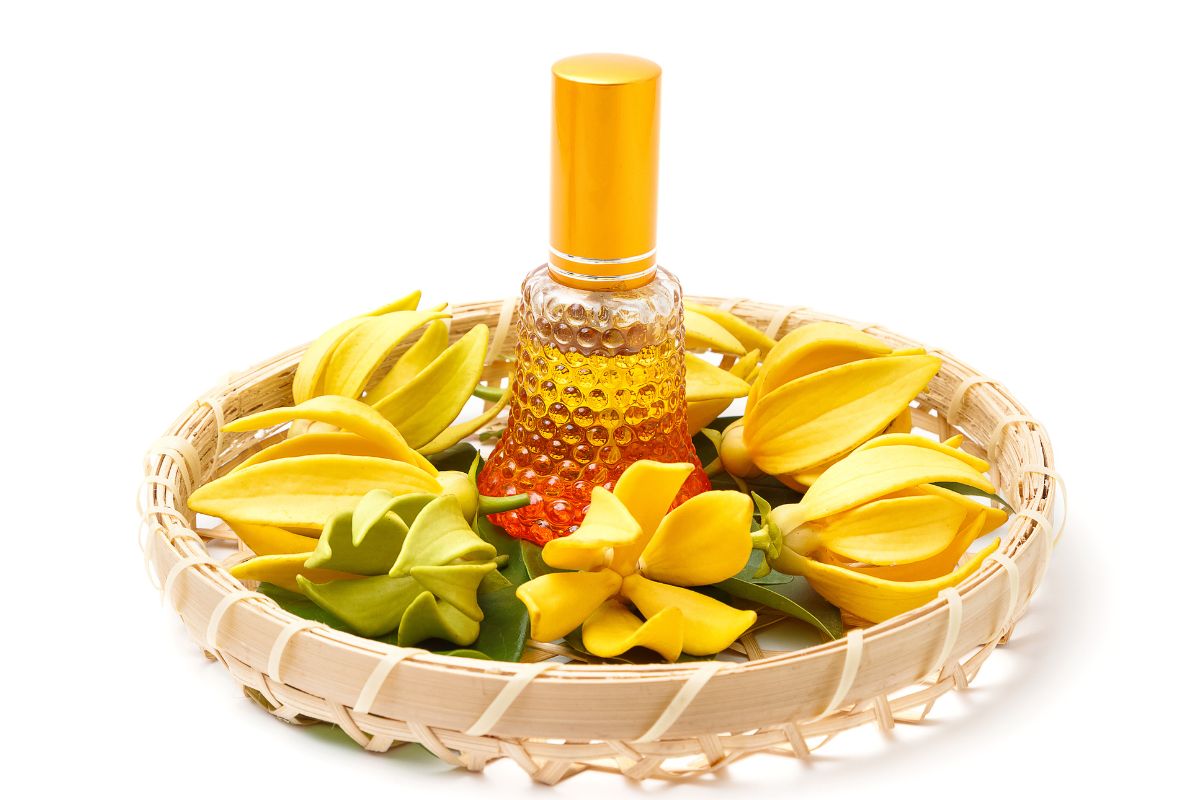 Ylang Ylang profumeria