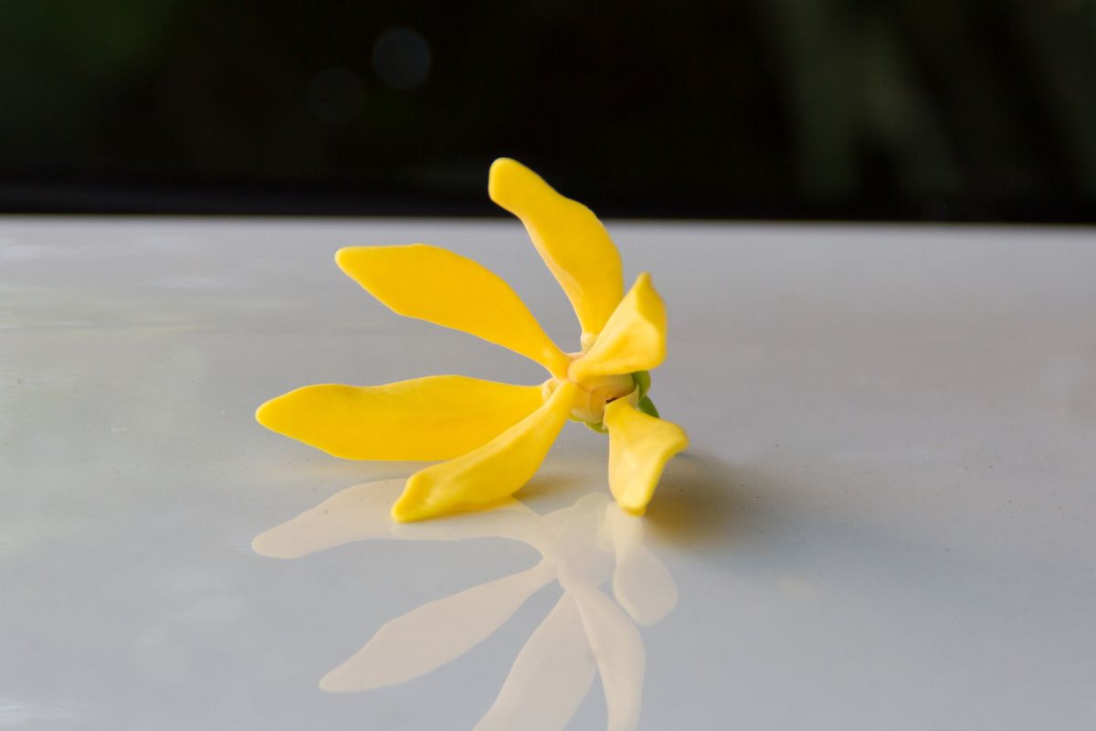 Ylang Ylang profumo