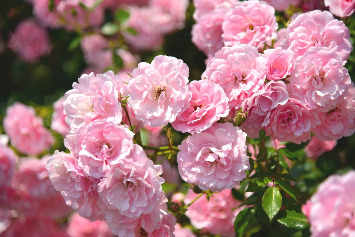 Quanto costa un chilo di rose per la produzione di profumi