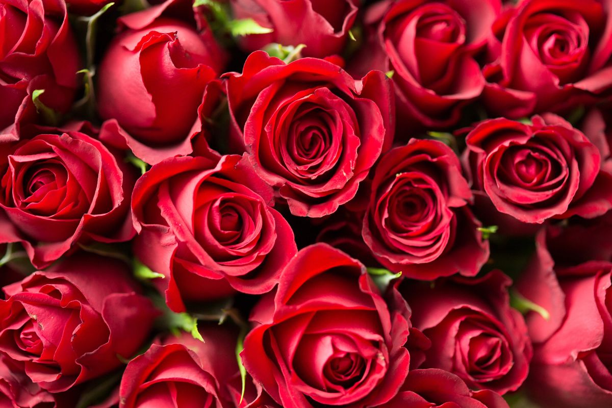 Quanto costa un chilo di rose profumi