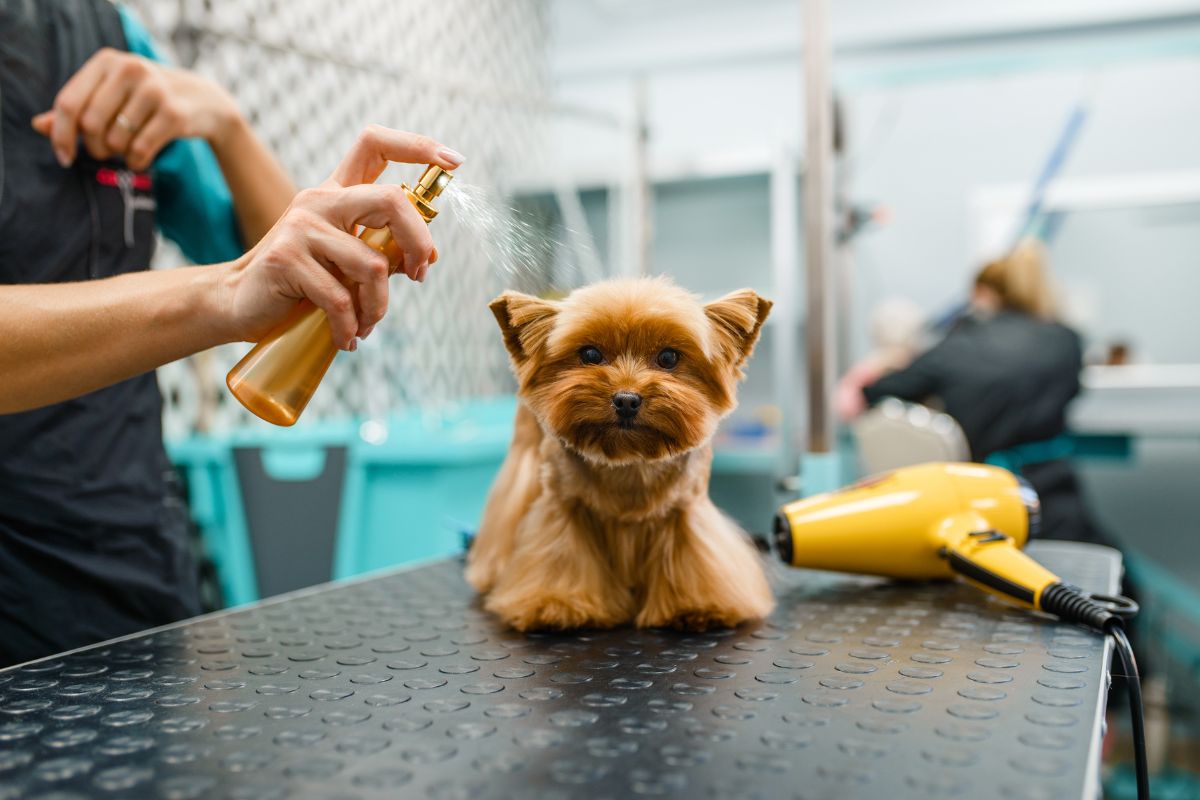 PROFUMO PER CANE