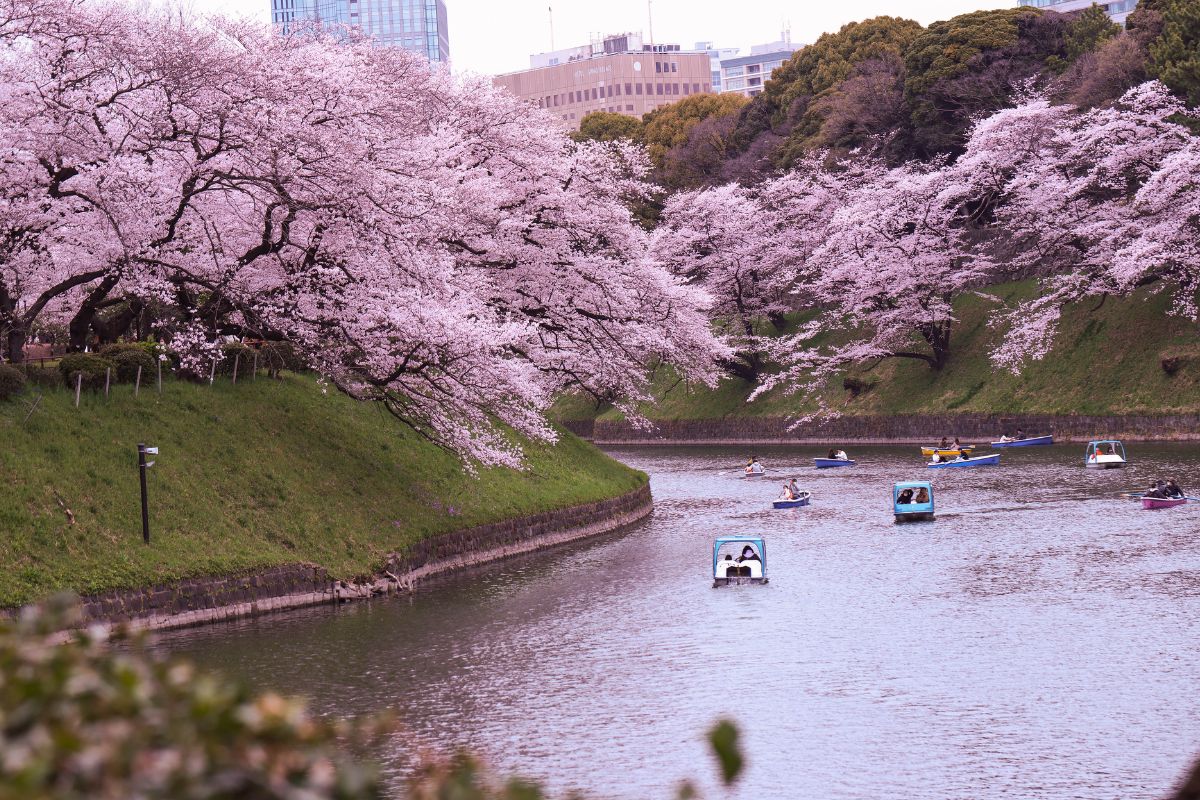 Viaggio Olfattivo Giappone Sakura